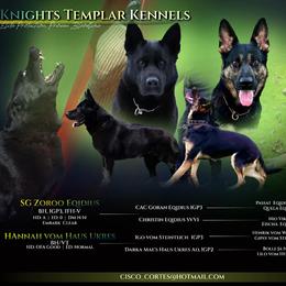 German Shepherd puppies from CISCOK9
