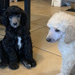 Poodle Puppies from Poodle Palace 918