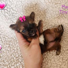 Orla - Gold female Yorkshire Terrier puppy in Dallas, North Carolina from Mandy's Miracles
