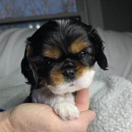 Cavalier King Charles Spaniel Puppies from Graceful Acres