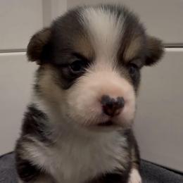AKC Brown - Black and tan male Pembroke Welsh Corgi puppy in Summerfield, Florida from Promise Land Farm
