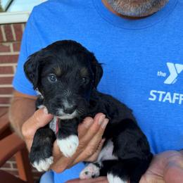 Star - Tri-color female Bernedoodle puppy in Ferguson, North Carolina from Elevated Standards NC