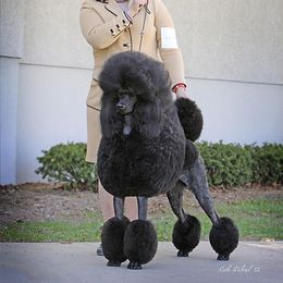 Poodle All Grown Up from Targa Poodles