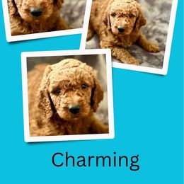 Charming - Red  male Goldendoodle puppy in Bluefield, Virginia from Love on a Leash