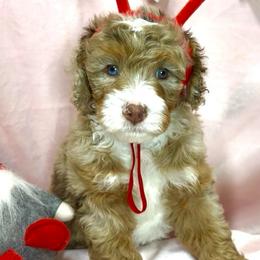 Dancer - Chocolate merle male Bernedoodle puppy in Pueblo, Colorado from Doodles of the Rockies