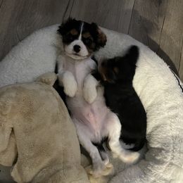 Cavalier King Charles Spaniel Puppies from Meant To Be Cavalier King Charles Spaniels