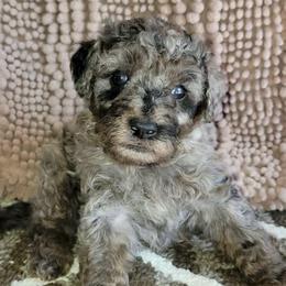 Lotus - Blue Merle Color - Merle male Goldendoodle puppy in Beecher, Illinois from Erica’s Doodles