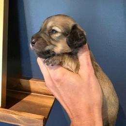 Boy 1 - Cream male Dachshund puppy in Midlothian, Virginia from RVA Dachshunds