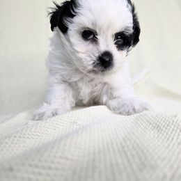 Kyra - Black and white Shichon puppy in Ronda, North Carolina from Willow River