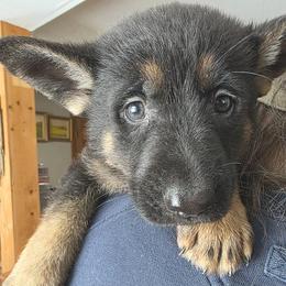PUPPY - Bi-color female German Shepherd puppy in Bennington, Vermont from Vom Eichenhain GSD's