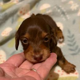 Bronze - Chocolate and tan male Dachshund puppy in Edinburg, Virginia from Hunter Lane Dachshunds