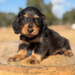 Biscoff - Black male Dachshund puppy in Inverness, Florida from Canaan Farm Corgis