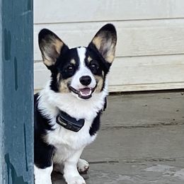 Nova - Pembroke Welsh Corgi