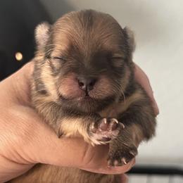 Puppy2 - Orange female Pomeranian puppy in Queen Creek, Arizona from Perfect Poms