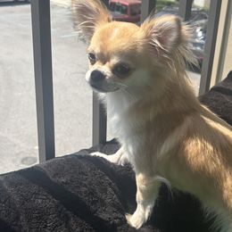 Pomeranians from Hearts Of Love