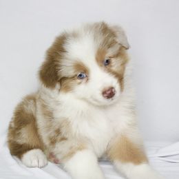 Holly - Red merle female Australian Shepherd puppy in Richmond, Texas from Big Zen Aussies