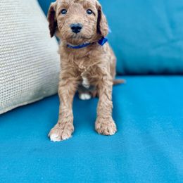 Comet - Red  male Goldendoodle puppy in Charles Town, West Virginia from Locust Hill Goldendoodles