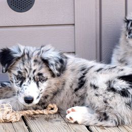 Australian Shepherds from Emory Oak Aussies