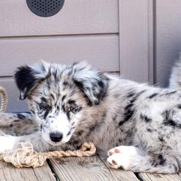 Australian Shepherds from Emory Oak Aussies