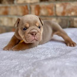 Daisy - Lilac tri-color female Bulldog puppy in Hernando, Mississippi from Blues City Bulldogs