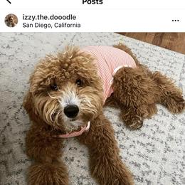 Aussiedoodle and Goldendoodle Puppies from Garside Doodles