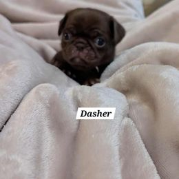 Dasher - Brindle male Pug puppy in Hartsville, South Carolina from PearlsPlayhousePugs