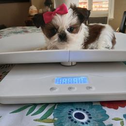 Tiny Sydney - Red and white female Shih Tzu puppy in Manteca, California from Beauty's Shih Tzu (California)