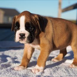 Wren - Fawn female Boxer puppy in Warsaw, New York from Hillview Kennels