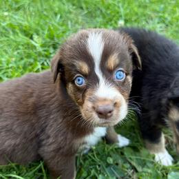 Mash - Red tri-color male Australian Shepherd puppy in Altmar, New York from E&C Australian Shepherds