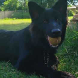 Atticus - German Shepherd