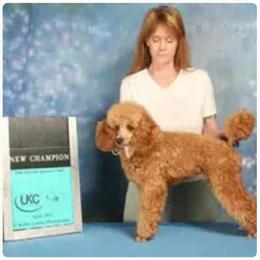 Girl 1 - female Poodle puppy in Colerain, North Carolina from Lisa's Poodles