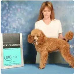 Girl 1 - female Poodle puppy in Colerain, North Carolina from Lisa's Poodles