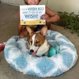 Pembroke Welsh Corgi Puppies from Dream Catcher Corgis