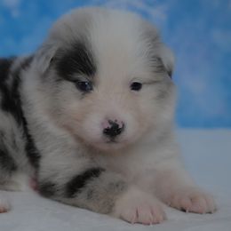 Zayanna - Blue merle female Australian Shepherd puppy in Fultonville, New York from Sandy Aussies & Pomeranians