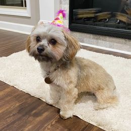 Shihpoos from Steps Preppy Pups