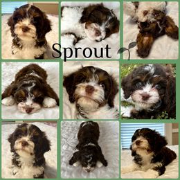 Sprout - Tri-color male Cavapoo puppy in Cameron, South Carolina from Sassy Sailor & Company