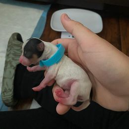 Yorkshire Terrier Puppies from Buddha Babies Yorkshire Terriers