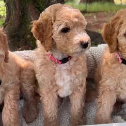 Goldendoodles from Mini Golden Doodles Kailua