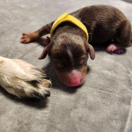 Yellow - Chocolate and tan female Dachshund puppy in Amarillo, Texas from Panhandle Dashing Doxies