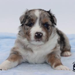 Tigger - Blue merle male Miniature Australian Shepherd puppy in Weeki Wachee, Florida from Arlington's Mini Aussies