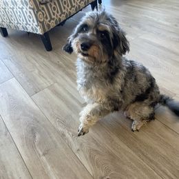 Maddie - Bernedoodle