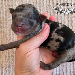 Girl 2 - Blue merle female Aussiedoodle puppy in Vinemont, Alabama from Cotton Country Kennels