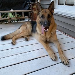 German Shepherd All Grown Up from Angel Oak German Shepherds