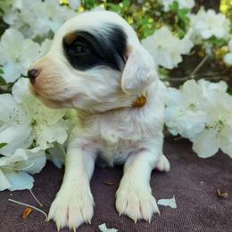 Girl 1 Gold Orange - Blue belton and tan (tri-color) female Llewellin Setter puppy in North Dinwiddie, Virginia from Pups Furever