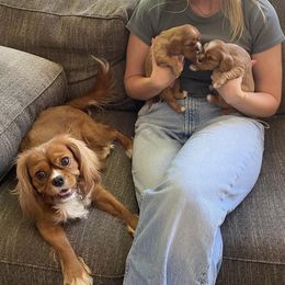 Boey - Cavalier King Charles Spaniel