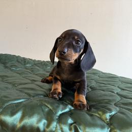 Dachshund All Grown Up from Hotdawgz standard AKC dachshunds