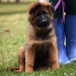 Catalina - Sable German Shepherd puppy in Hagerstown, Maryland from Euro Deja