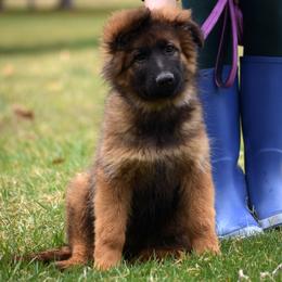 Catalina - Sable German Shepherd puppy in Hagerstown, Maryland from Euro Deja