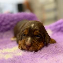Clover - Liver and tan female English Cocker Spaniel puppy in Lake City, Florida from Ryndal & Co.