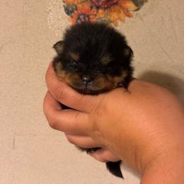 Opal - Black and tan female Pomeranian puppy in Ector, Texas from BB Pomeranians